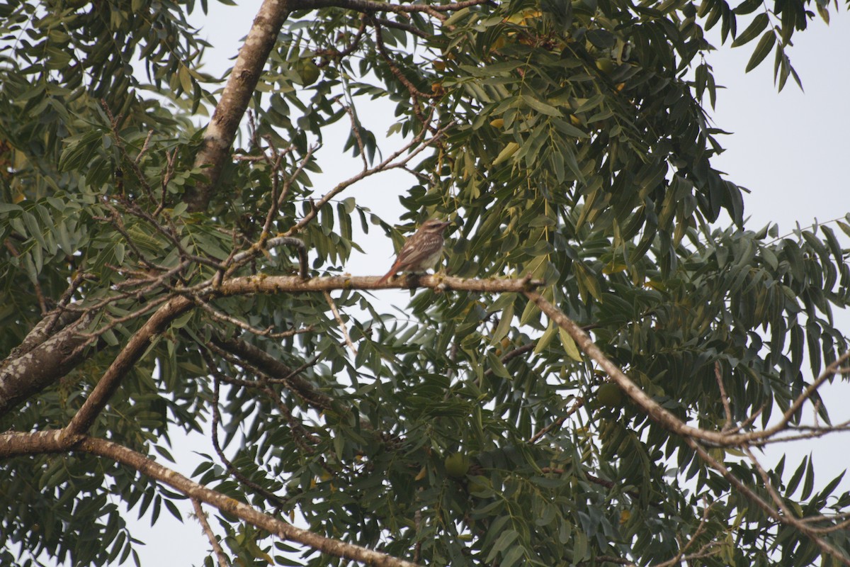 Sulphur-bellied Flycatcher - ML619830991