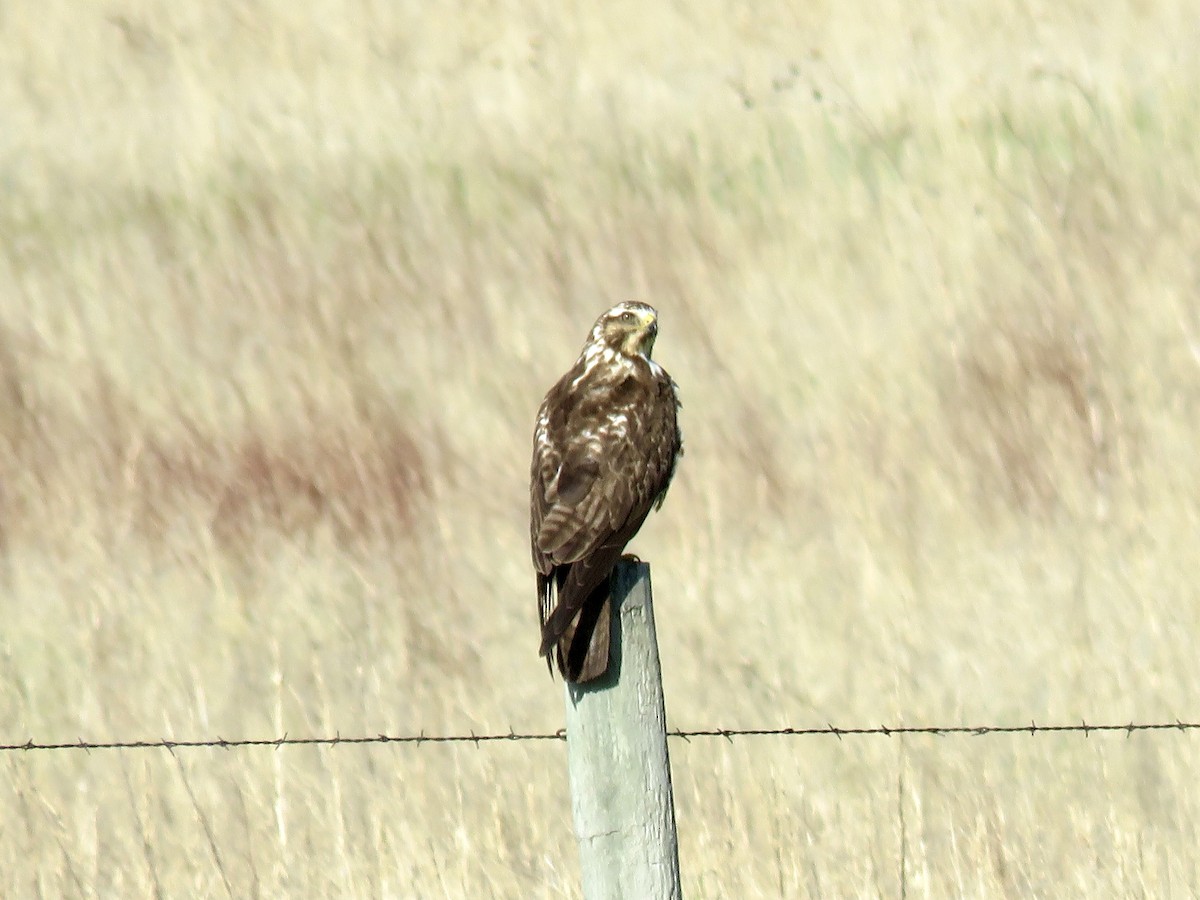 Red-tailed Hawk - ML619831012