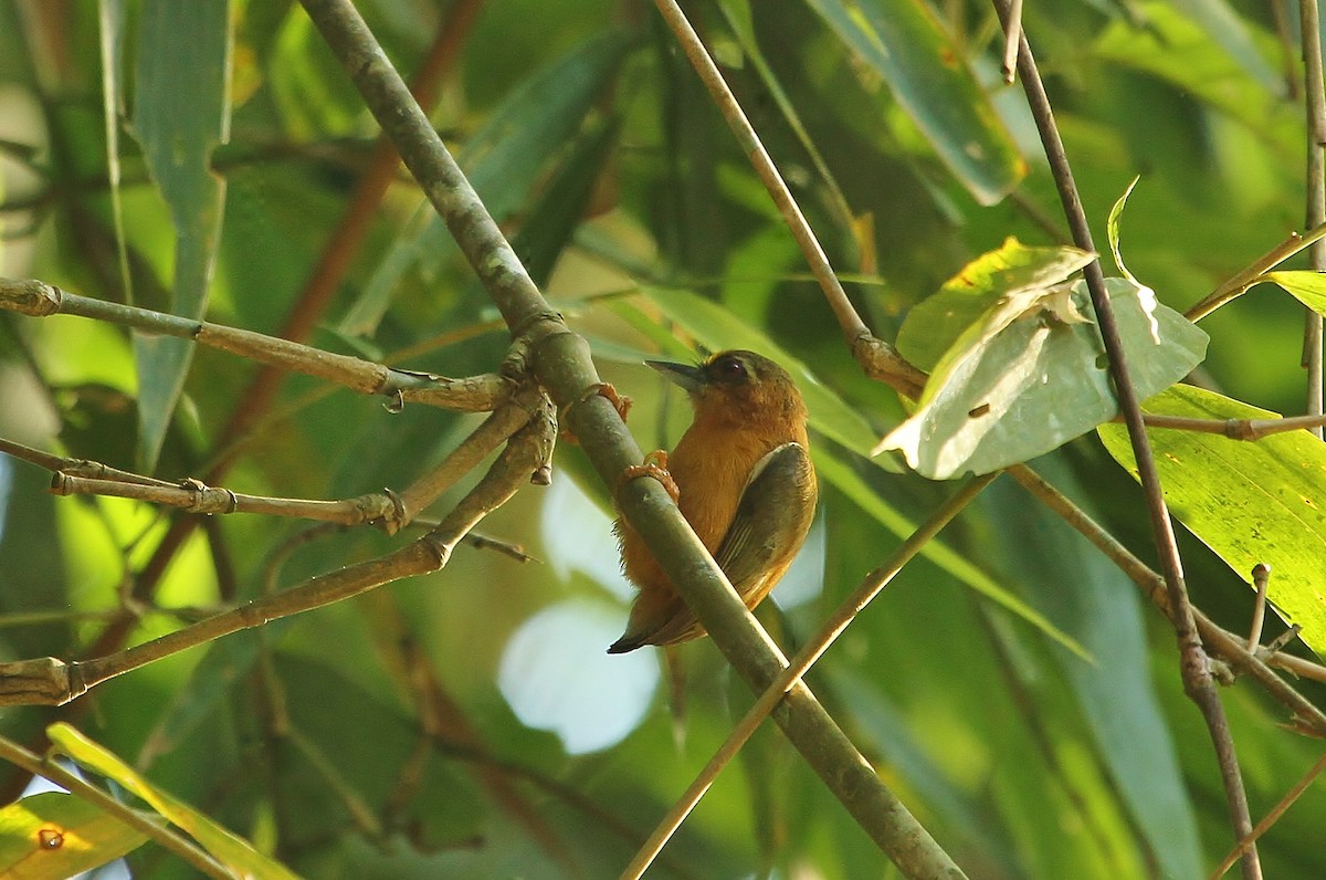 White-browed Piculet - ML619831027