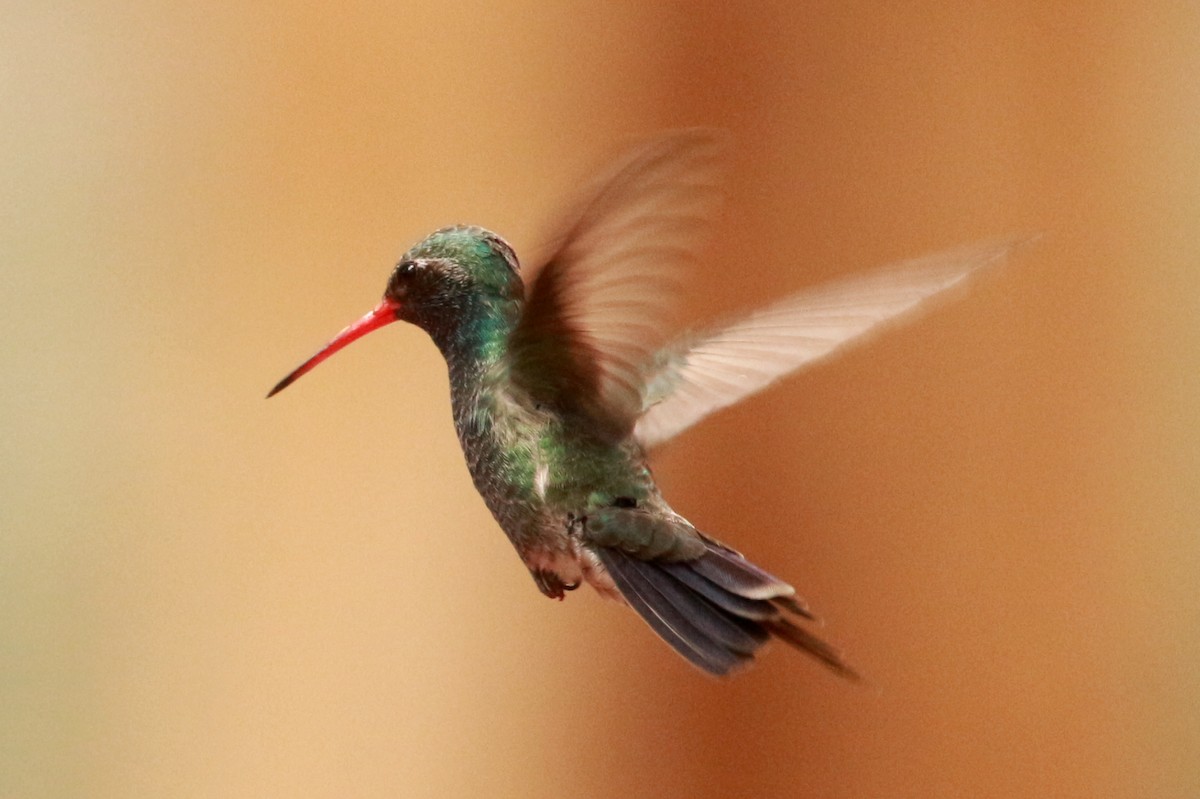 kolibřík širokozobý - ML619831041