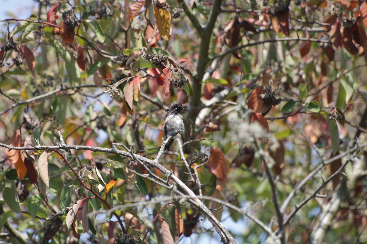 Costa's Hummingbird - ML619831047