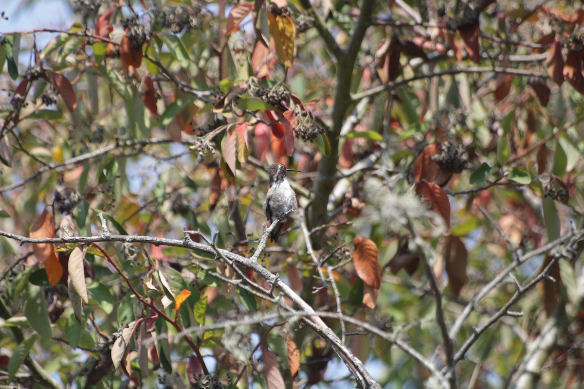 Costa's Hummingbird - ML619831048
