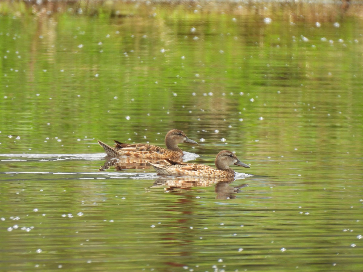 Blue-winged Teal - ML619831053