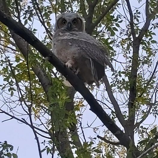 Great Horned Owl - ML619831054