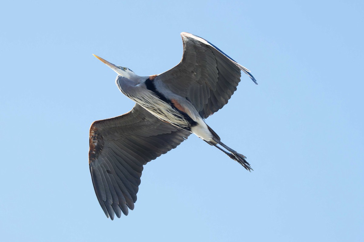 Great Blue Heron - ML619831069