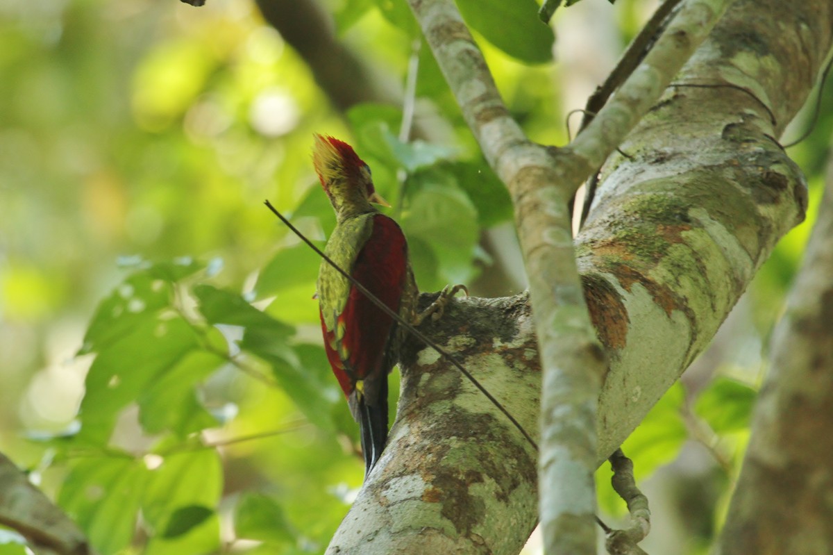 Crimson-winged Woodpecker - ML619831071