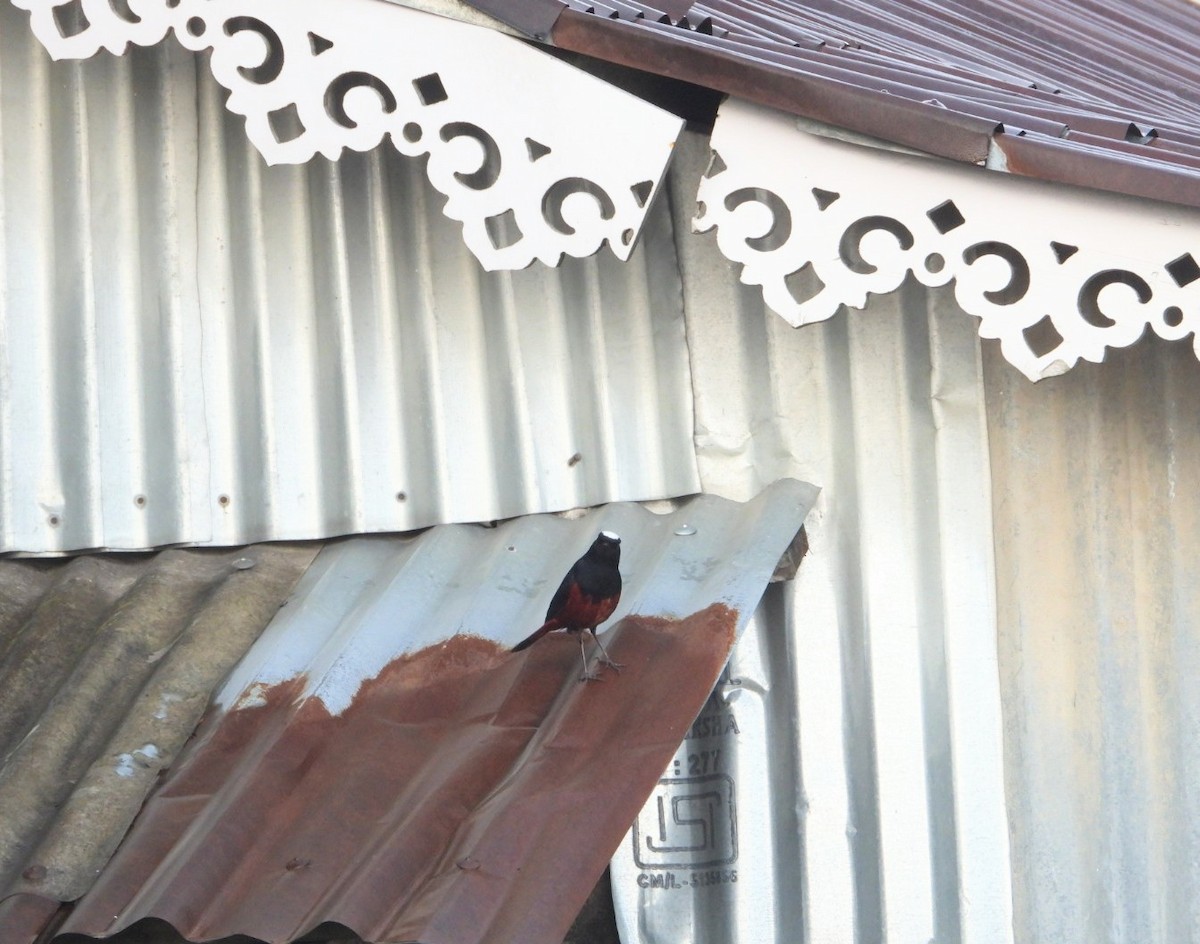 White-capped Redstart - ML619831084