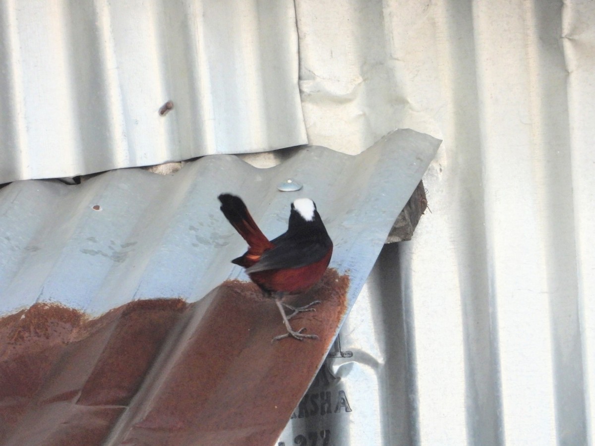 White-capped Redstart - ML619831085