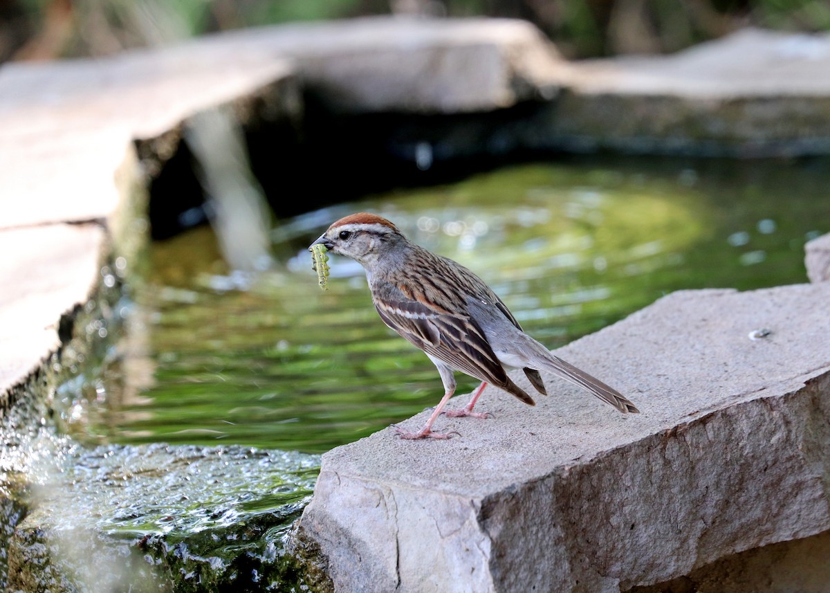 Chipping Sparrow - ML619831088