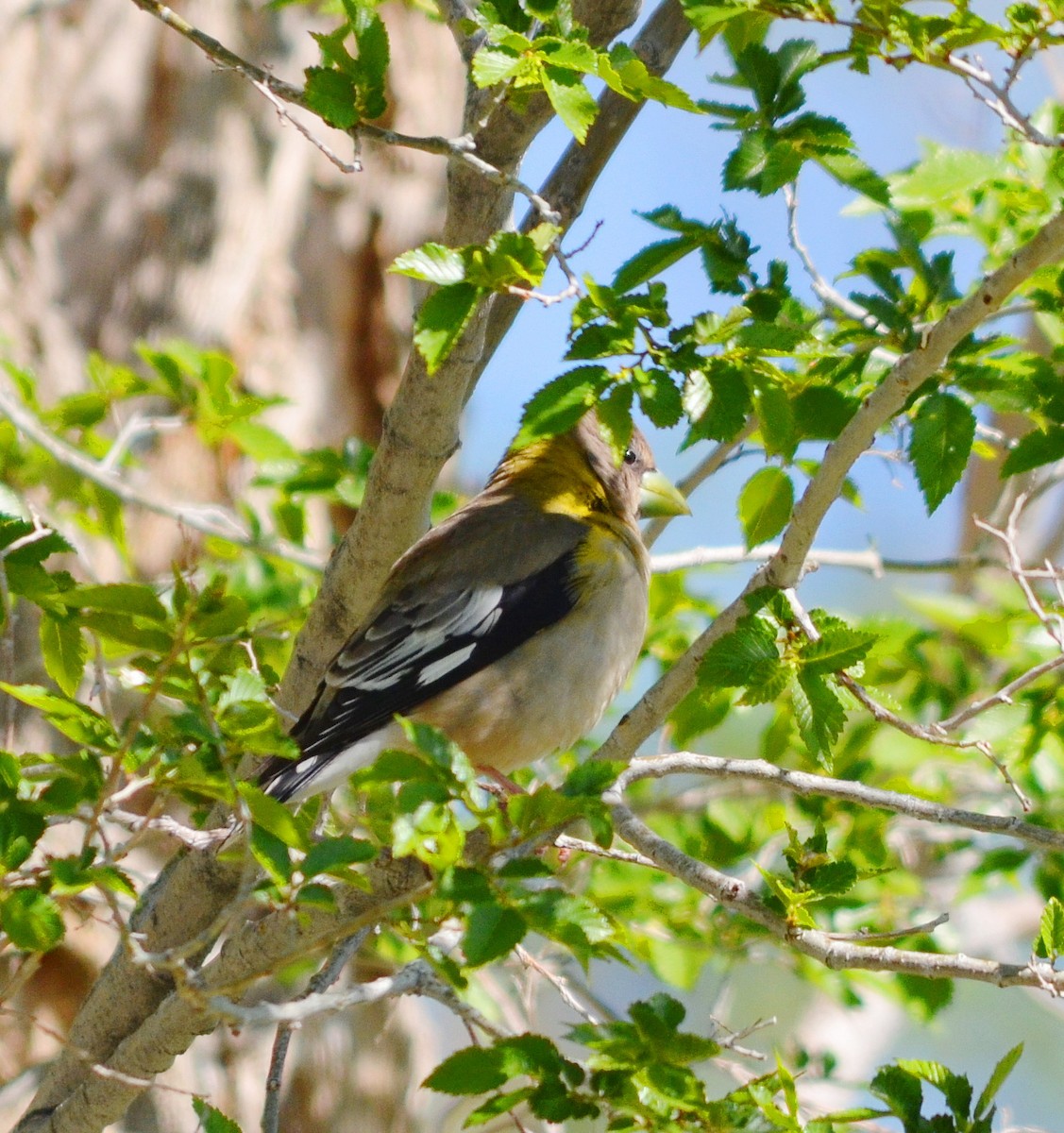 Evening Grosbeak - ML619831089