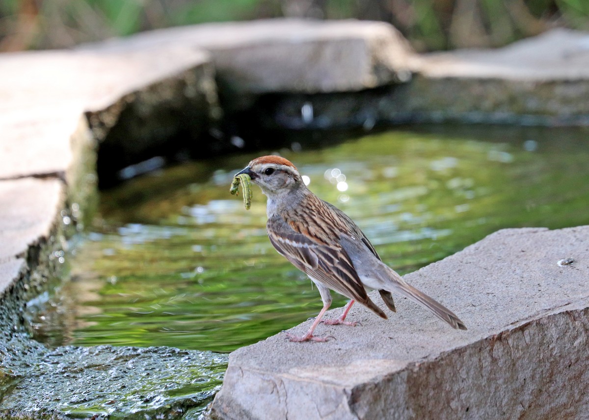 Chipping Sparrow - ML619831090