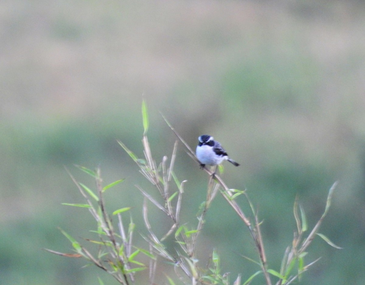 Gray Bushchat - ML619831101