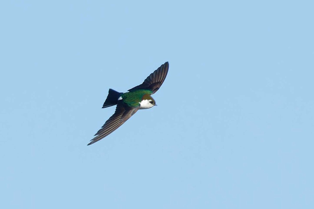 Violet-green Swallow - ML619831108