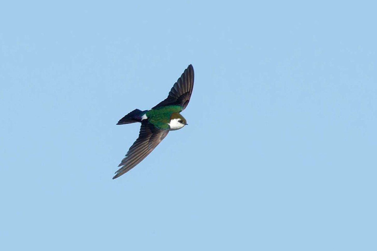 Violet-green Swallow - ML619831109