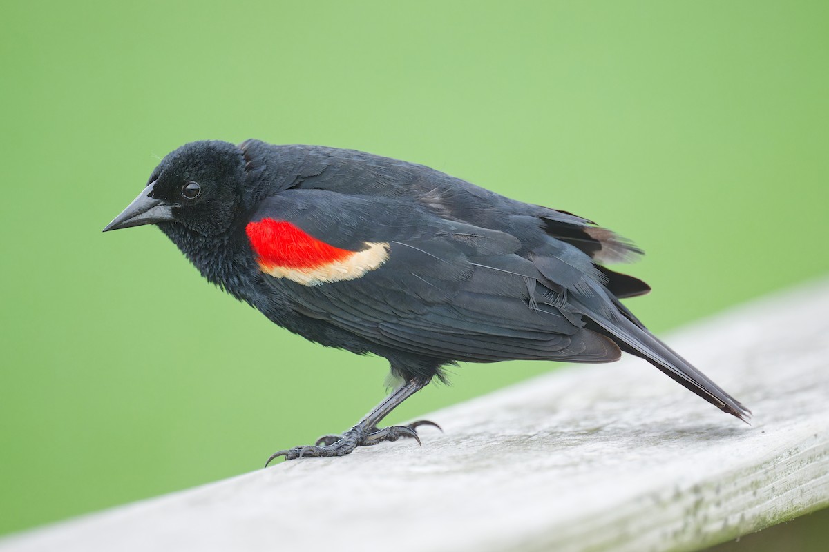 Red-winged Blackbird - ML619831116