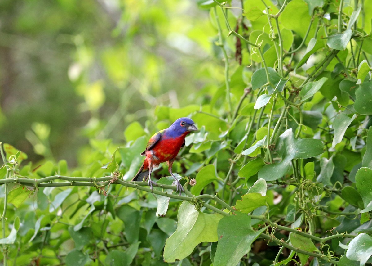 Painted Bunting - ML619831122