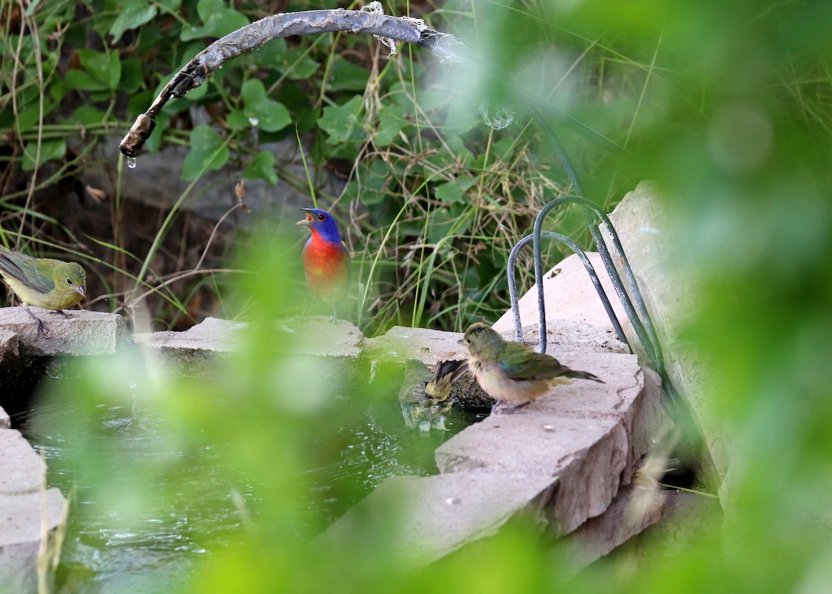 Painted Bunting - ML619831123