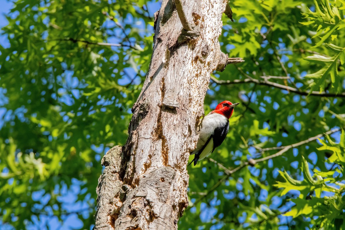 Red-headed Woodpecker - ML619831124