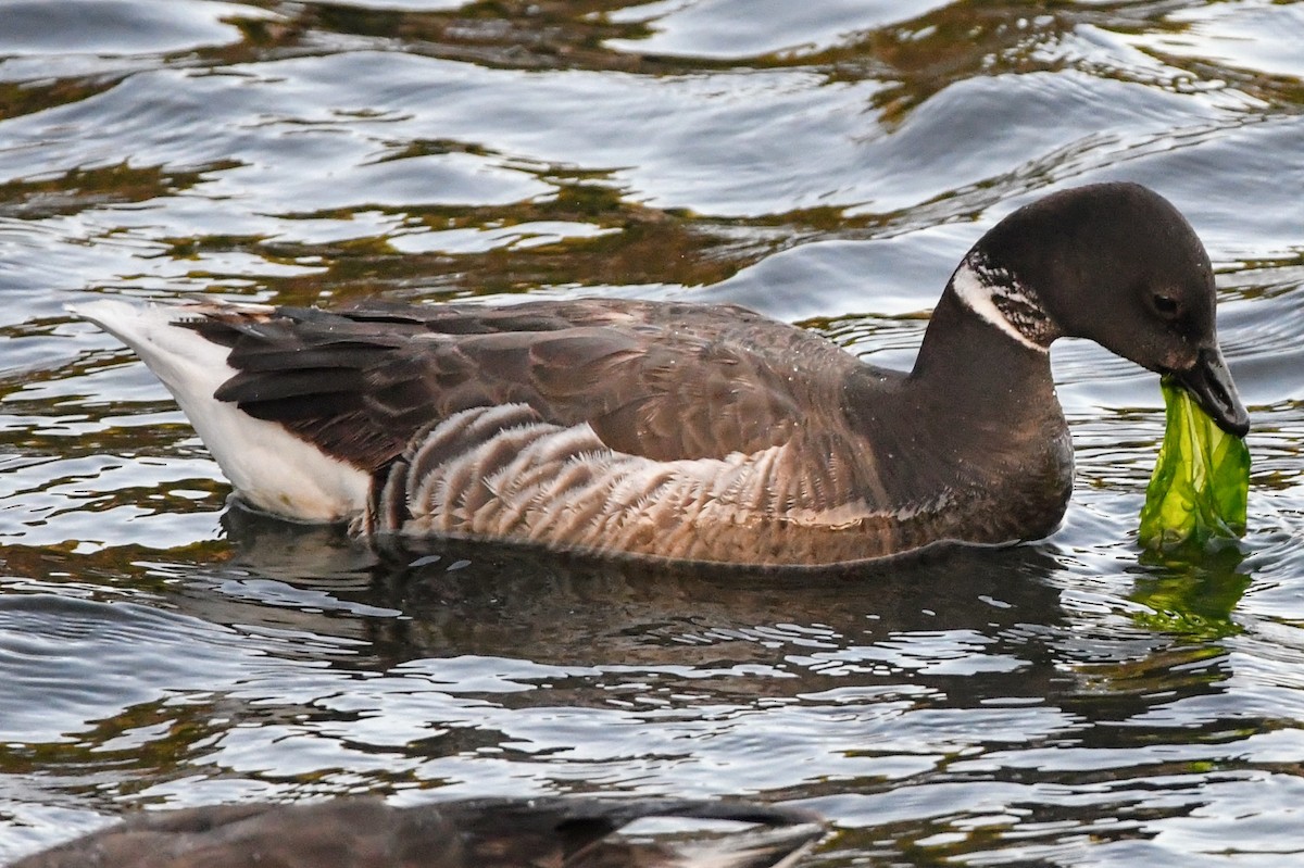 Branta musubeltza - ML619831156