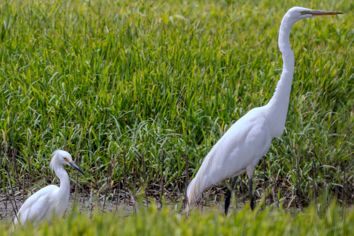 Great Egret - Carter Pape