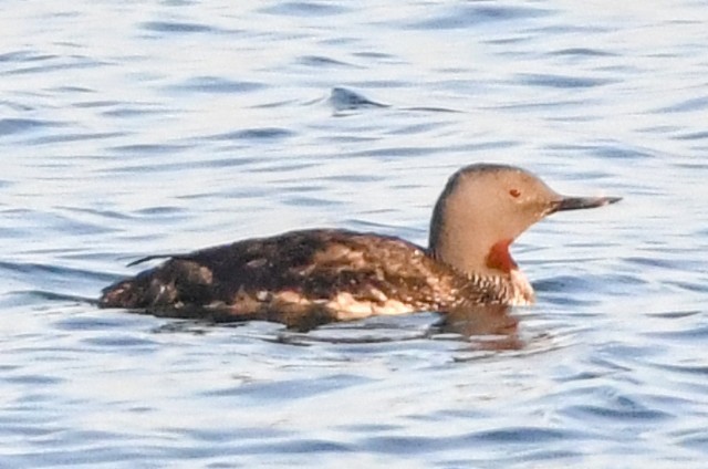 Red-throated Loon - ML619831169