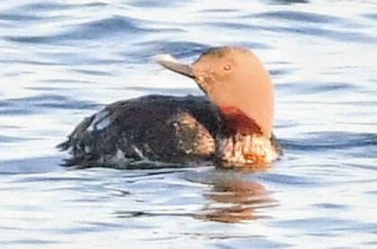 Red-throated Loon - ML619831171