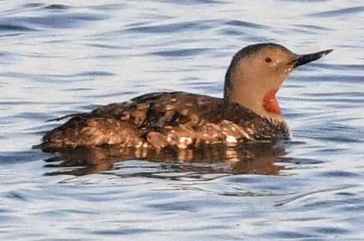 Red-throated Loon - ML619831172