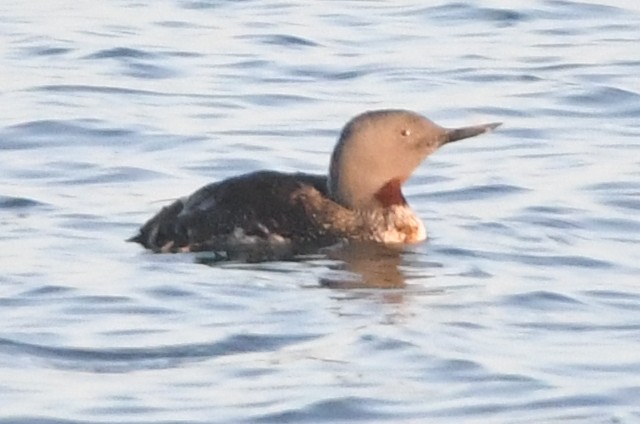 Red-throated Loon - ML619831173