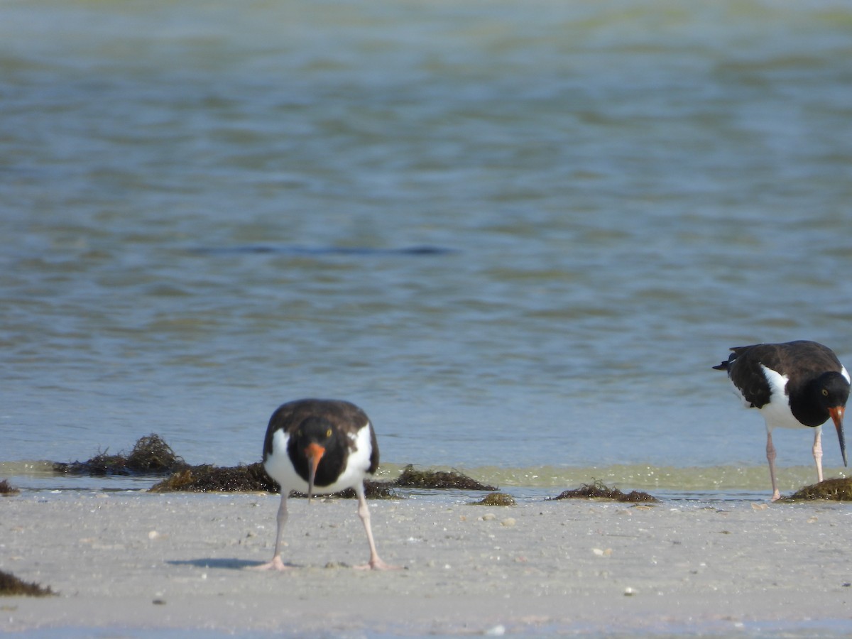 American Oystercatcher - ML619831174