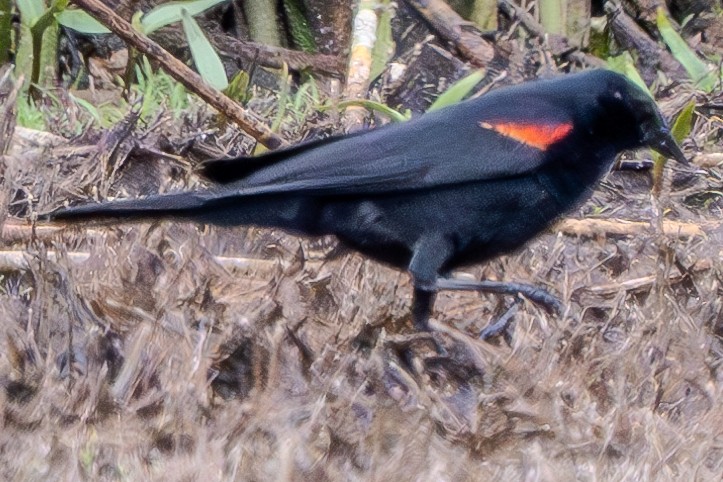 Red-winged Blackbird - ML619831176