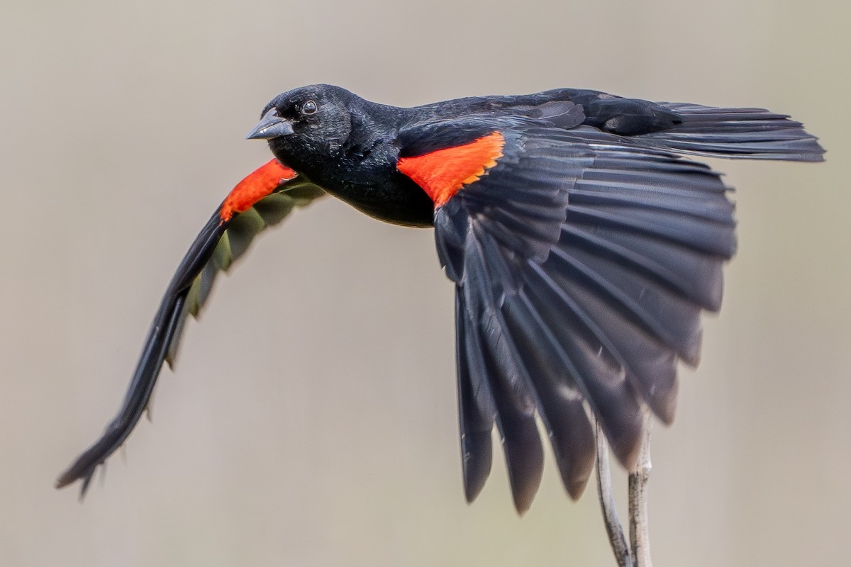 Red-winged Blackbird - ML619831177