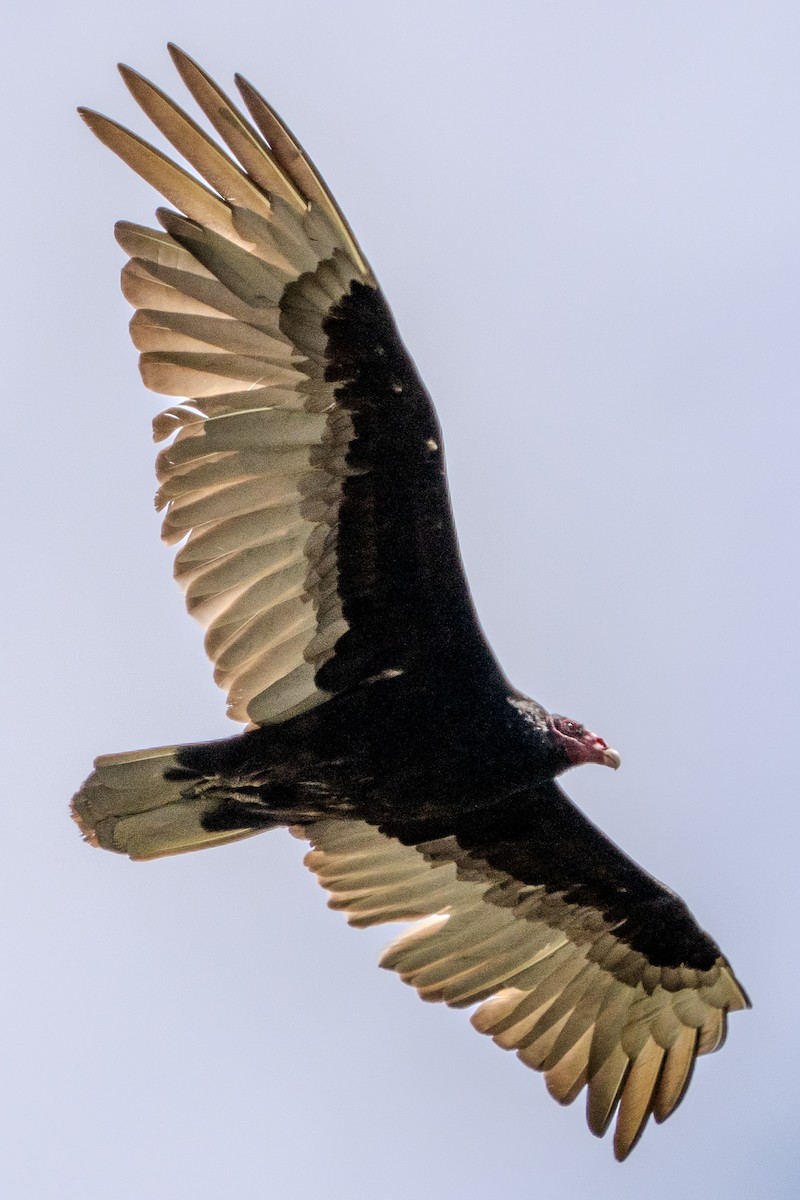 Turkey Vulture - ML619831179
