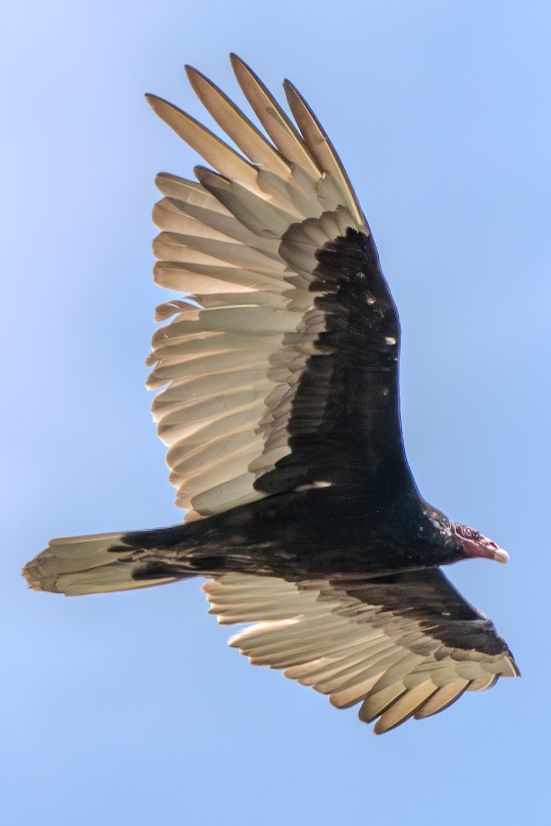 Turkey Vulture - ML619831180