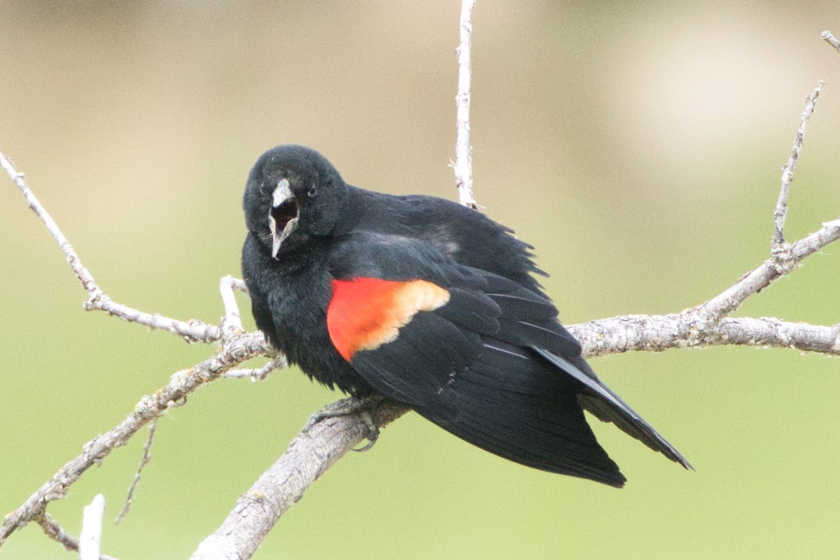 Red-winged Blackbird - ML619831186