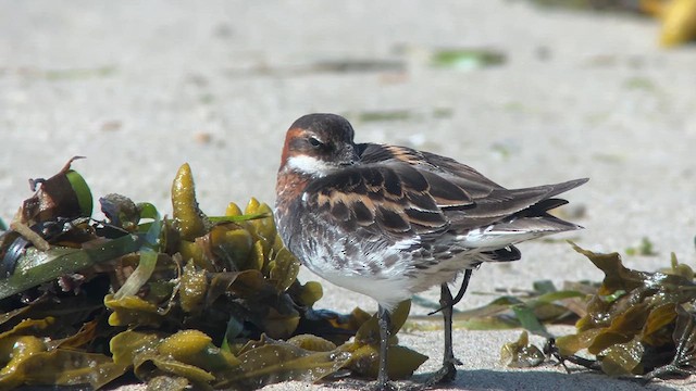 Red-necked Phalarope - ML619831189