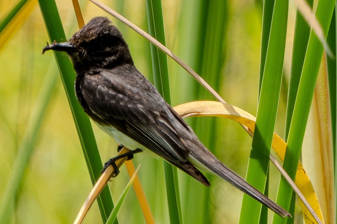 Black Phoebe - ML619831191