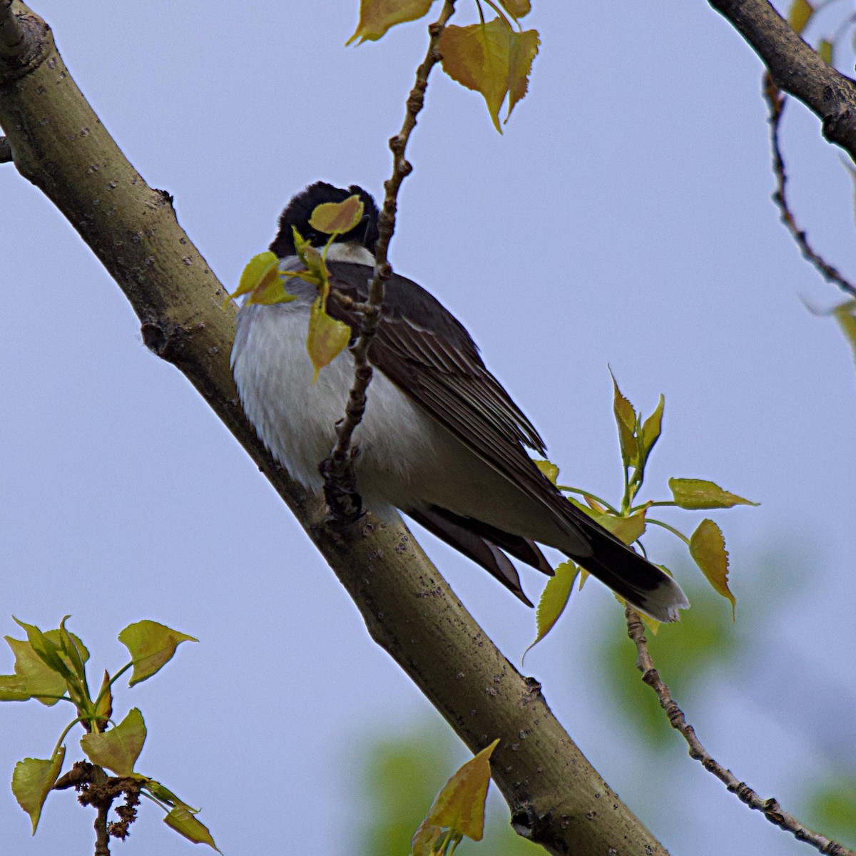 Eastern Kingbird - ML619831193