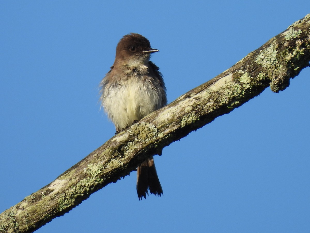 Eastern Phoebe - ML619831200