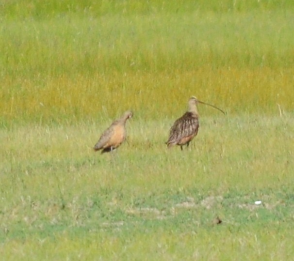 Long-billed Curlew - ML619831210