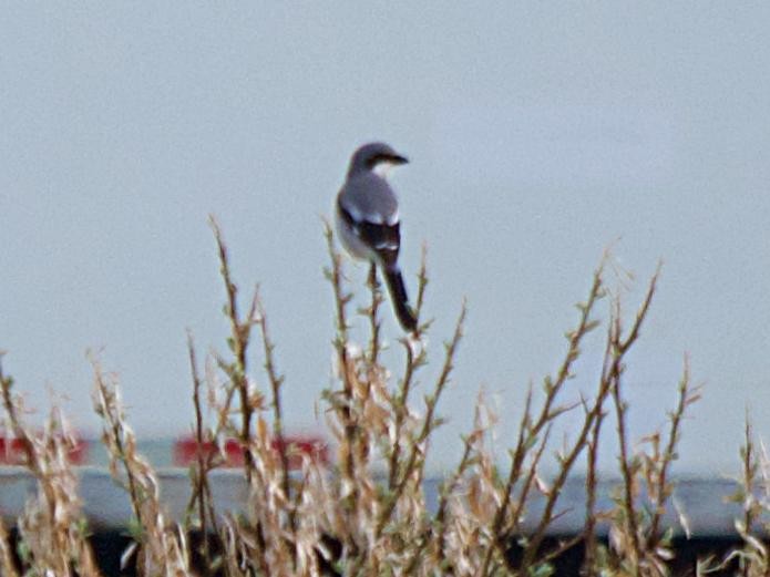 Loggerhead Shrike - ML619831213