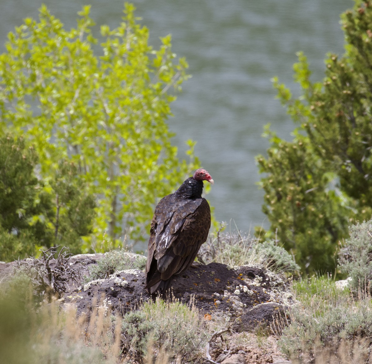 Turkey Vulture - ML619831214