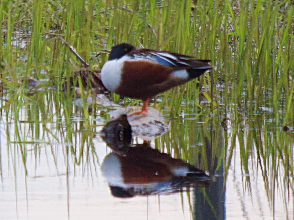 Northern Shoveler - ML619831225