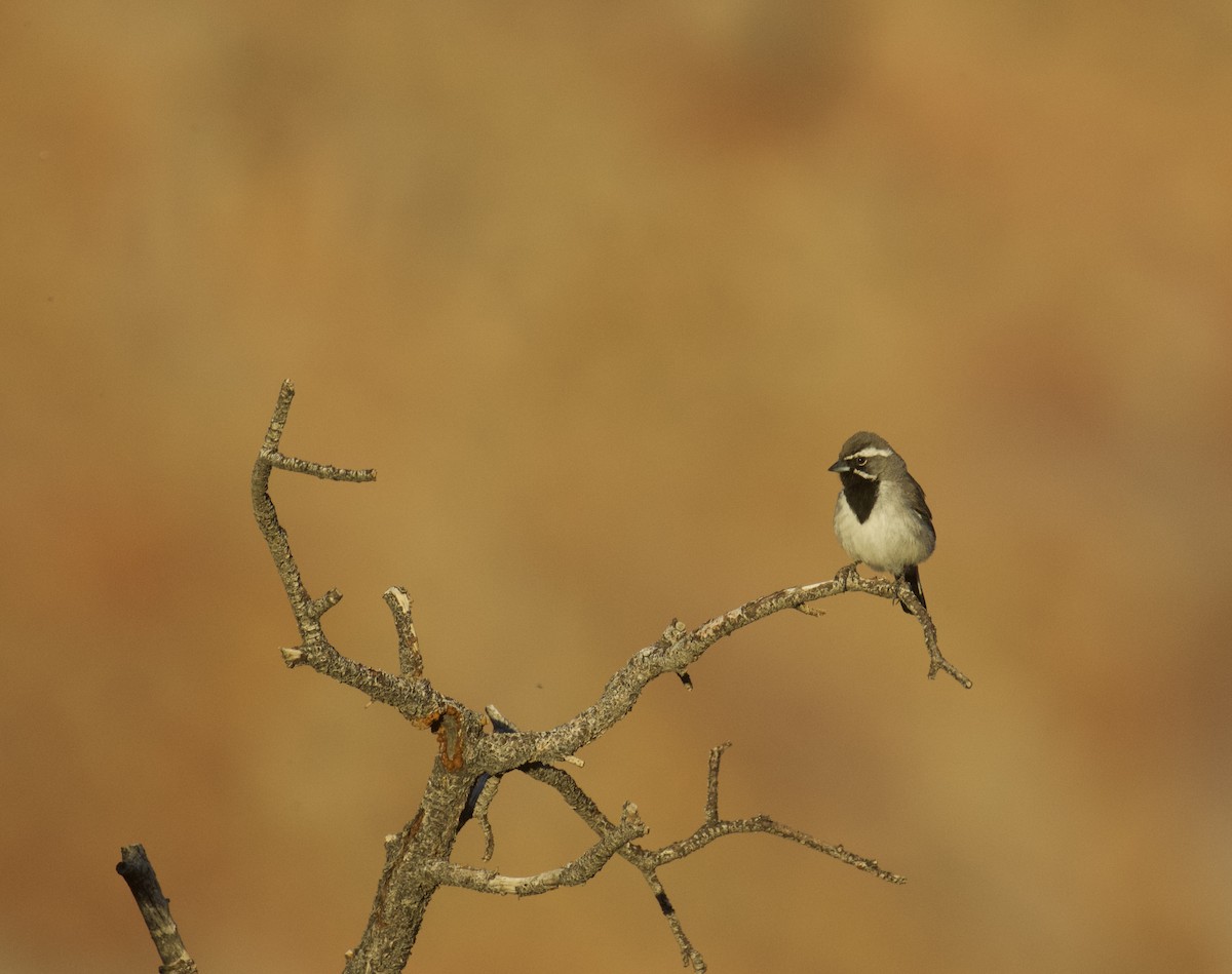Black-throated Sparrow - ML619831226