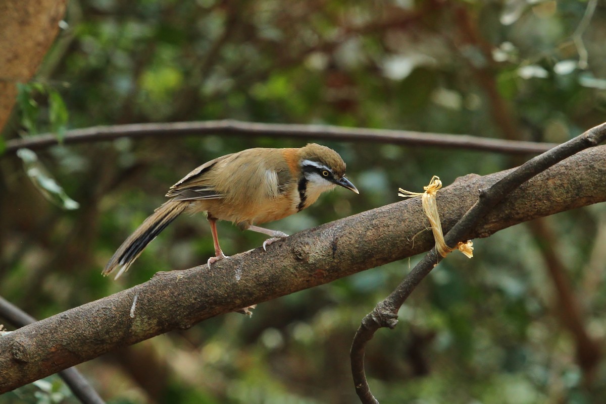 Lesser Necklaced Laughingthrush - ML619831242