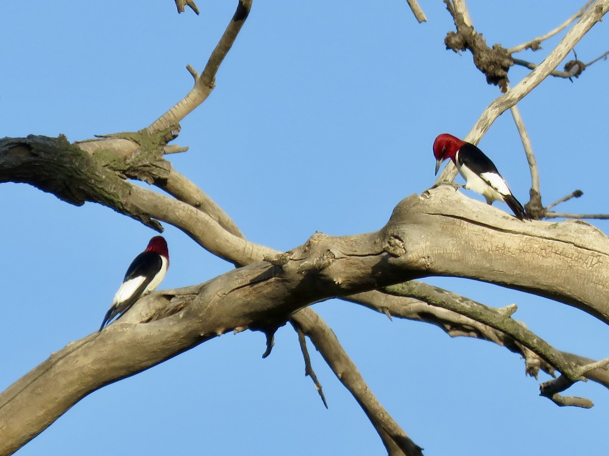 Red-headed Woodpecker - ML619831252