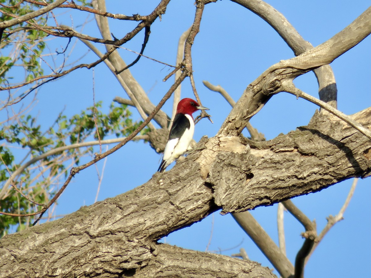 Red-headed Woodpecker - ML619831253