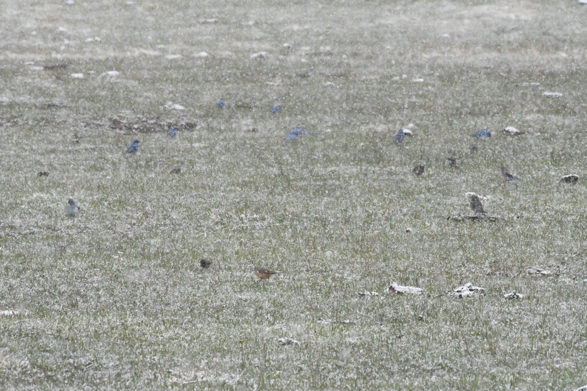 Mountain Bluebird - ML619831259