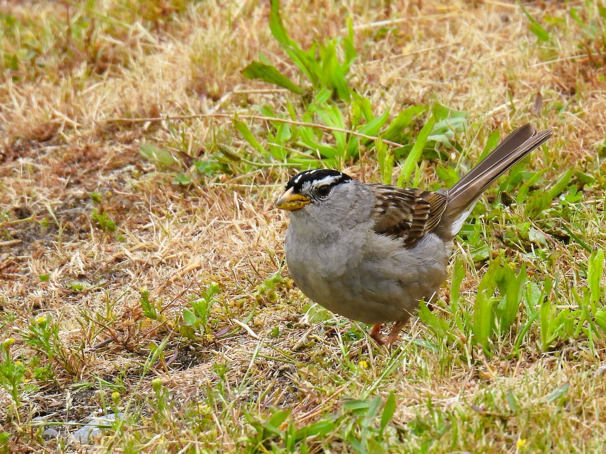 White-crowned Sparrow - ML619831260