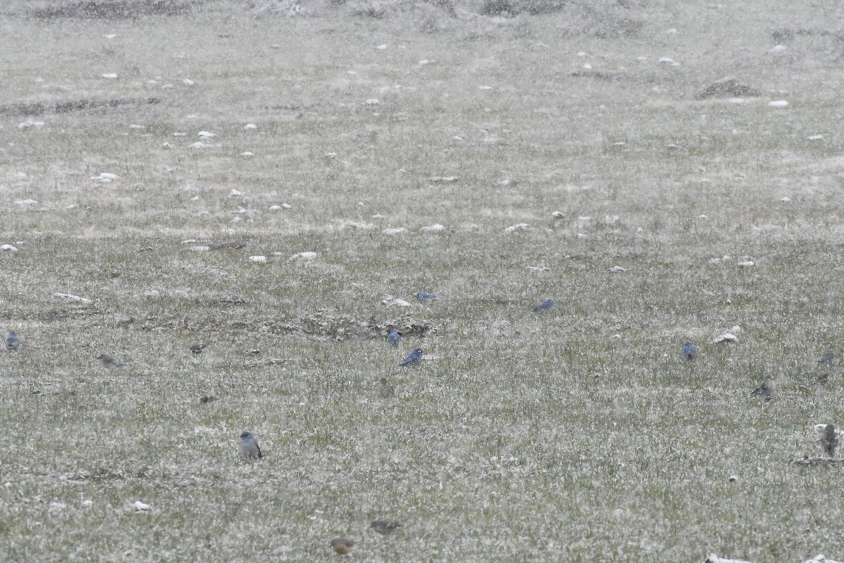 Mountain Bluebird - ML619831264