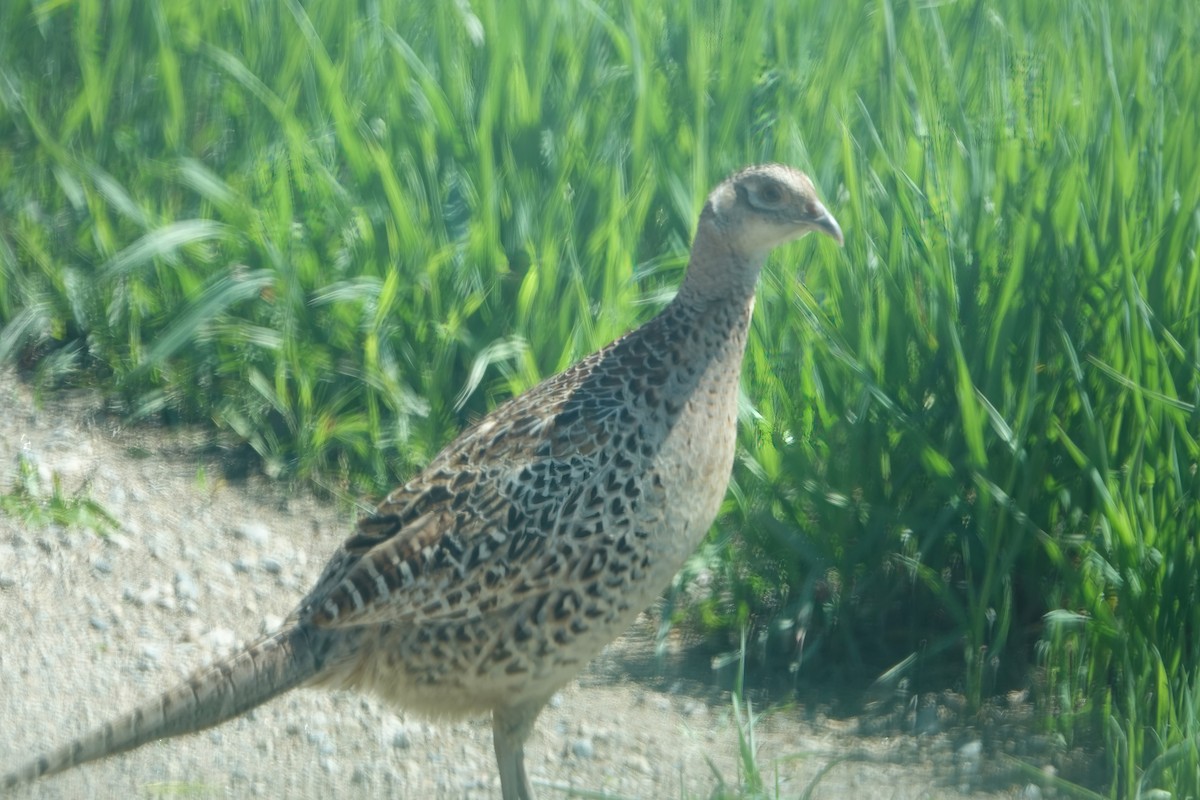 Ring-necked Pheasant - ML619831273